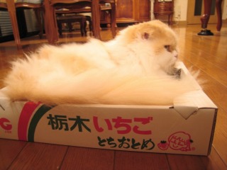 ティアラ2008冬2.jpg
